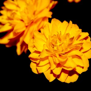 Printable Marigold Flower - Etsy