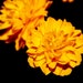 Printable Marigold Flower - Etsy
