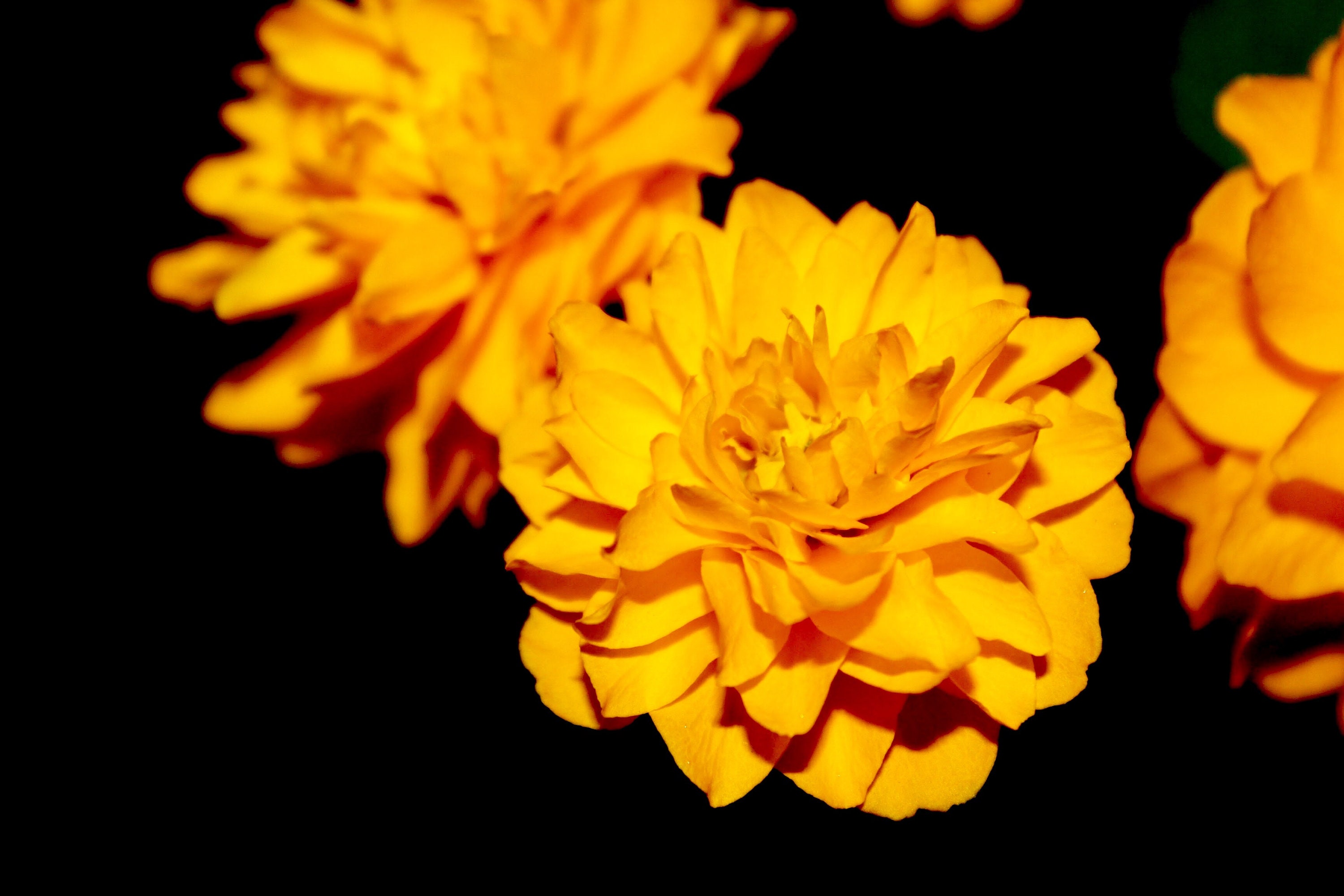 Printable Marigold Flower - Etsy