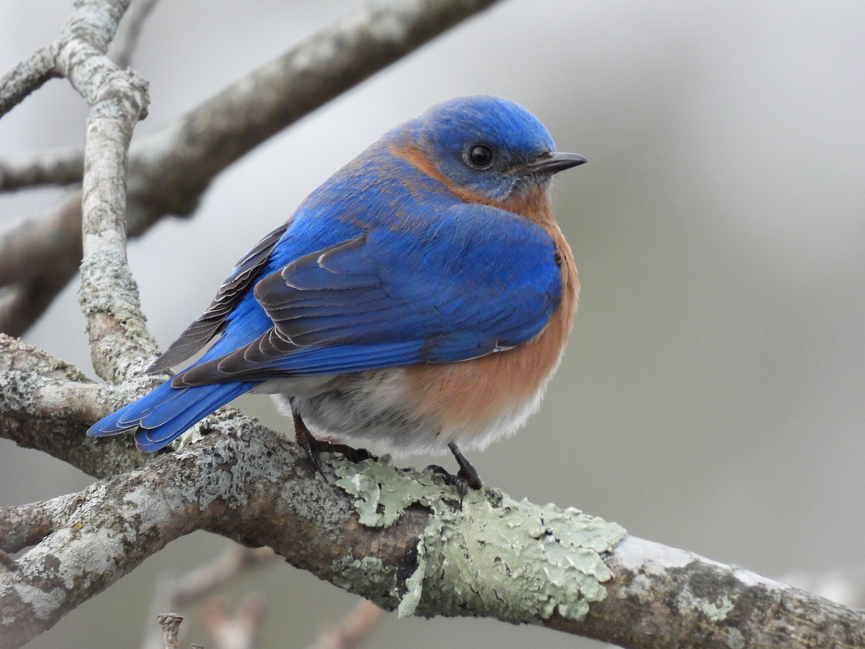 Eastern Bluebird 12 X 12 Canvas Print - Etsy