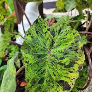Colocasia &quot;Mojito&quot; Elephant Ear Bulb