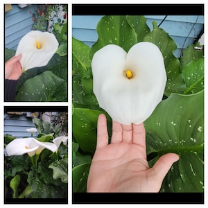 Hercules Giant Calla lily bulb