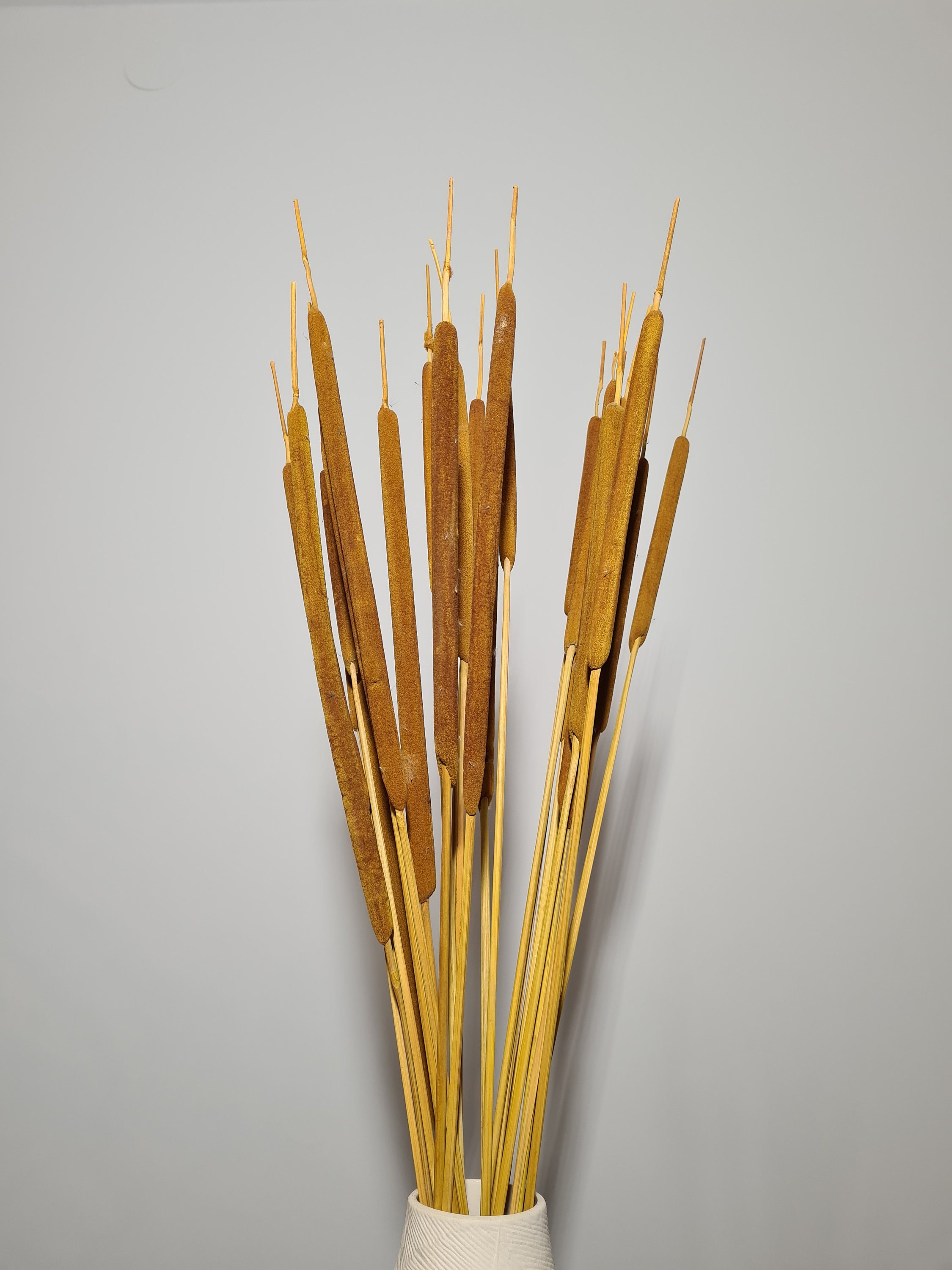 Dried Water Reed Cattail Typha Plant Coloured Floral - Etsy