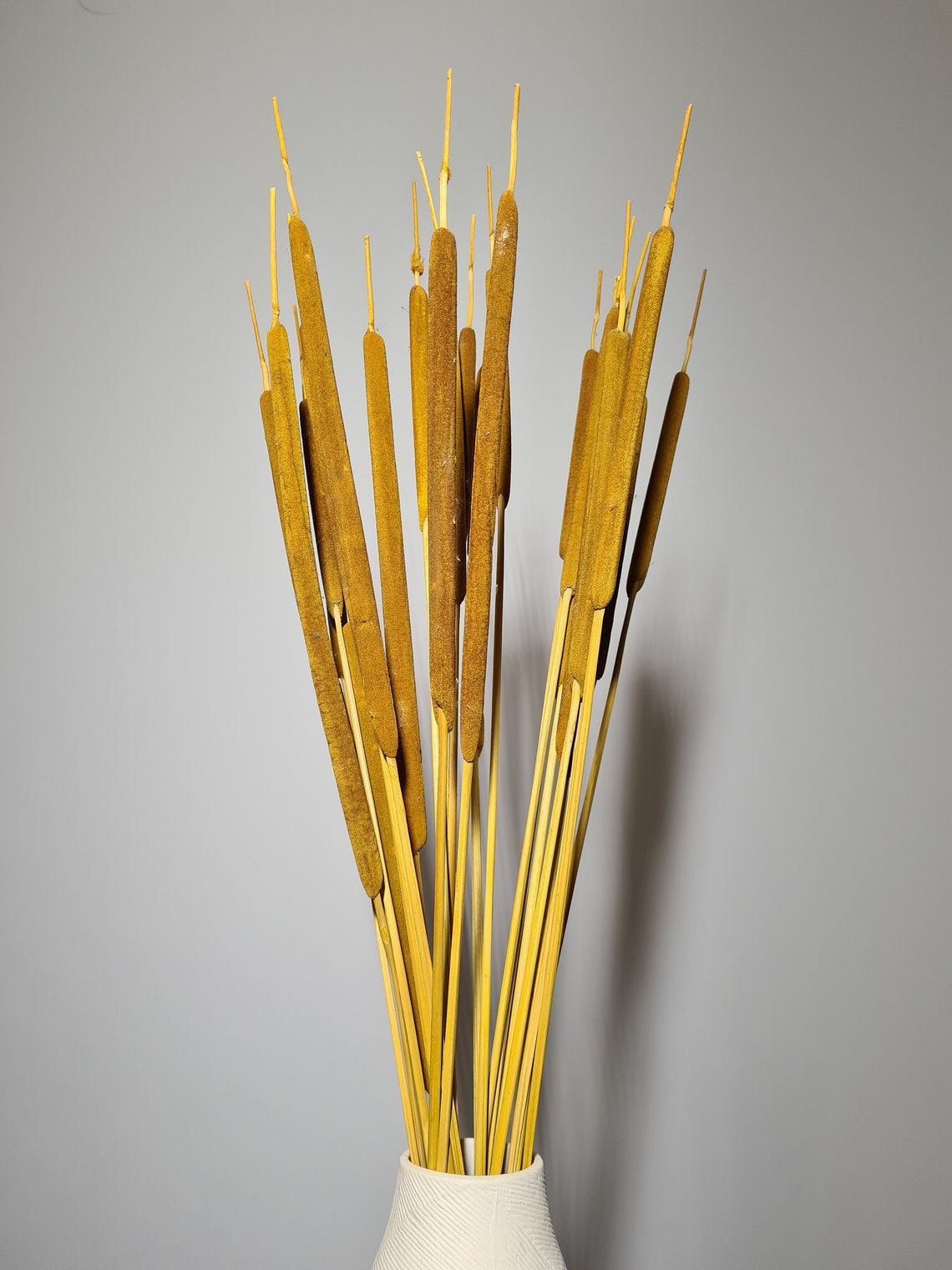 Dried Water Reed Cattail Typha Plant Coloured Floral - Etsy