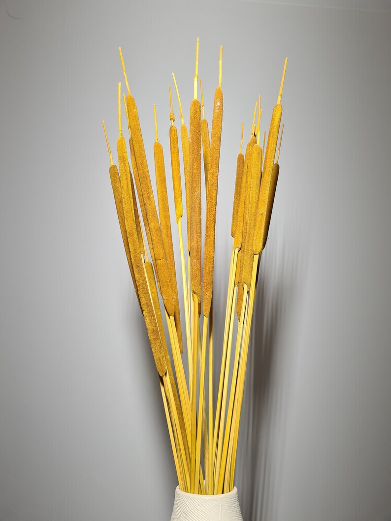 Dried Water Reed Cattail Typha Plant Coloured Floral - Etsy