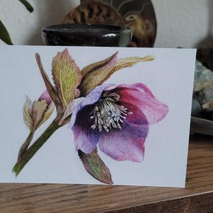 Karte, Christrose, Weihnachten, Postkarte, Handgemalt, Aquarell, Wünsche, Grußkarte, Druckkarte