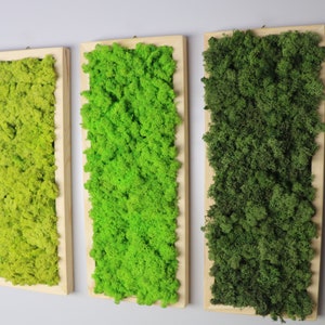 Moss Wall Art Colorful Preserved Moss Frames
