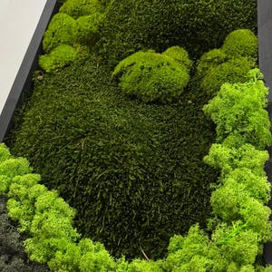 Real Moss Wall Art Natural Moss Wall Decor for Living Room Bedroom or Office