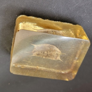 Vintage encased fish in resin