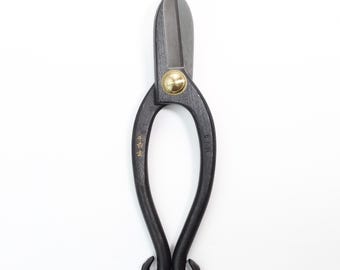 fargesia rufa bambus 6x Fargesia Rufa - 25cm