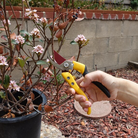Chikamasa Ultra Rosso 7 Pruning Shears – Lightweight