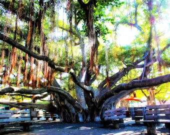 Banyan tree, Lahaina, Hawaii