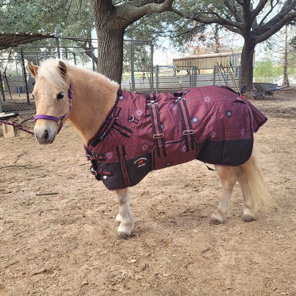 Miniature Horse Etsy