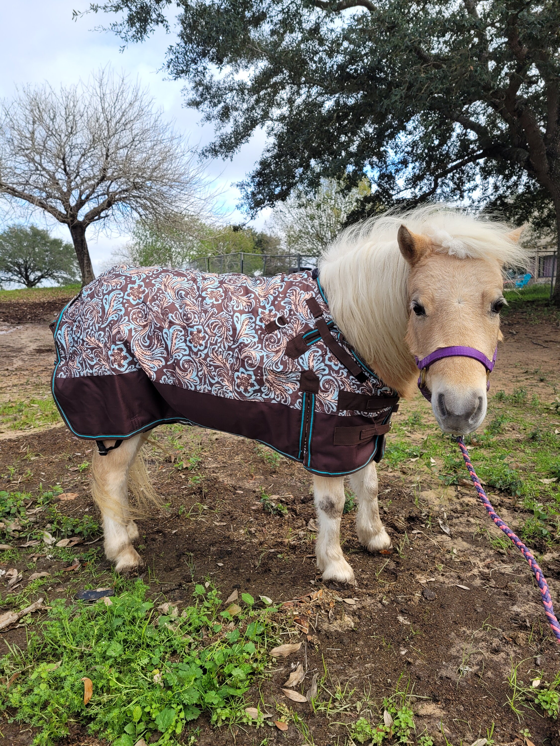 Miniature Horse Saddle Pad