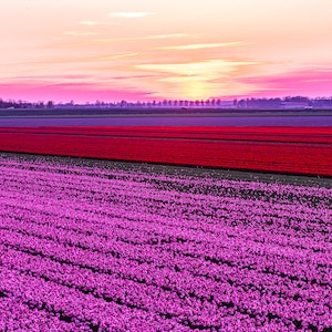 Magnifiques champs de fleurs de tulipes violettes hollandaises avec coucher de soleil Photo pour une décoration murale colorée en toile, papier, acrylique et métal