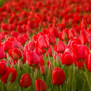 Bellissimo fiore di tulipano rosso olandese Foto per decorazioni murali colorate in tela, carta, acrilico e metallo