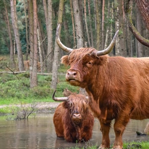 Mucche delle Highland scozzesi, Angus e Lachlan, Foto per decorazioni murali colorate in tela, carta, acrilico e metallo