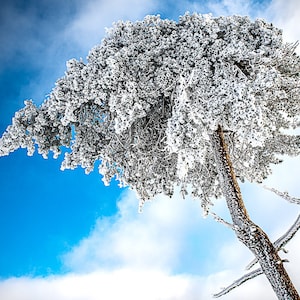 Pino invernale ghiacciato nella riserva naturale di Kahler Asten Foto per decorazioni murali colorate in tela, carta, acrilico e metallo