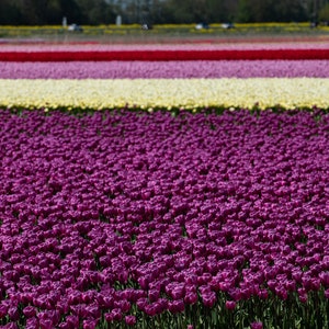 Belle photo hollandaise de champs de fleurs de tulipes violettes pour une décoration murale colorée en toile, papier, acrylique et métal