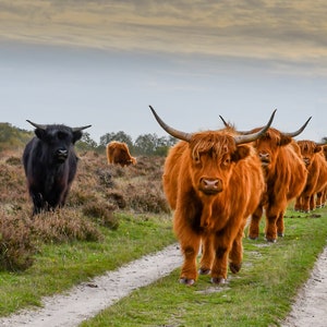 Angus, il toro delle Highland scozzesi e la sua famiglia di mucche Foto per decorazioni murali colorate in tela, carta, acrilico e metallo