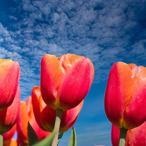 Beautiful Dutch orange red Tulip flower field Photo for colorful wall decor in canvas, paper, acrylic and metal
