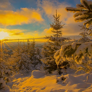 Tramonto mozzafiato su un campo di neve con pini Foto per decorazioni murali colorate in tela, carta, acrilico e metallo