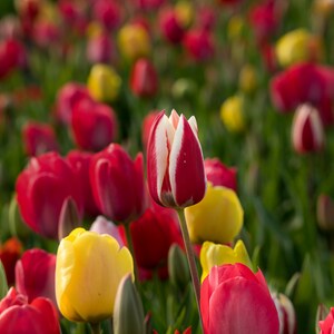 Beautiful Dutch yellow and red marble Tulip flower field Photo for colorful wall decor in canvas, paper, acrylic and metal