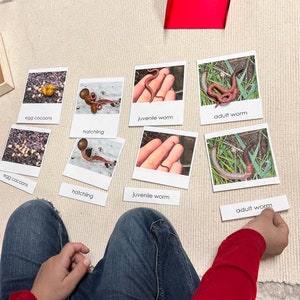 Worm Life Cycle nomenclature