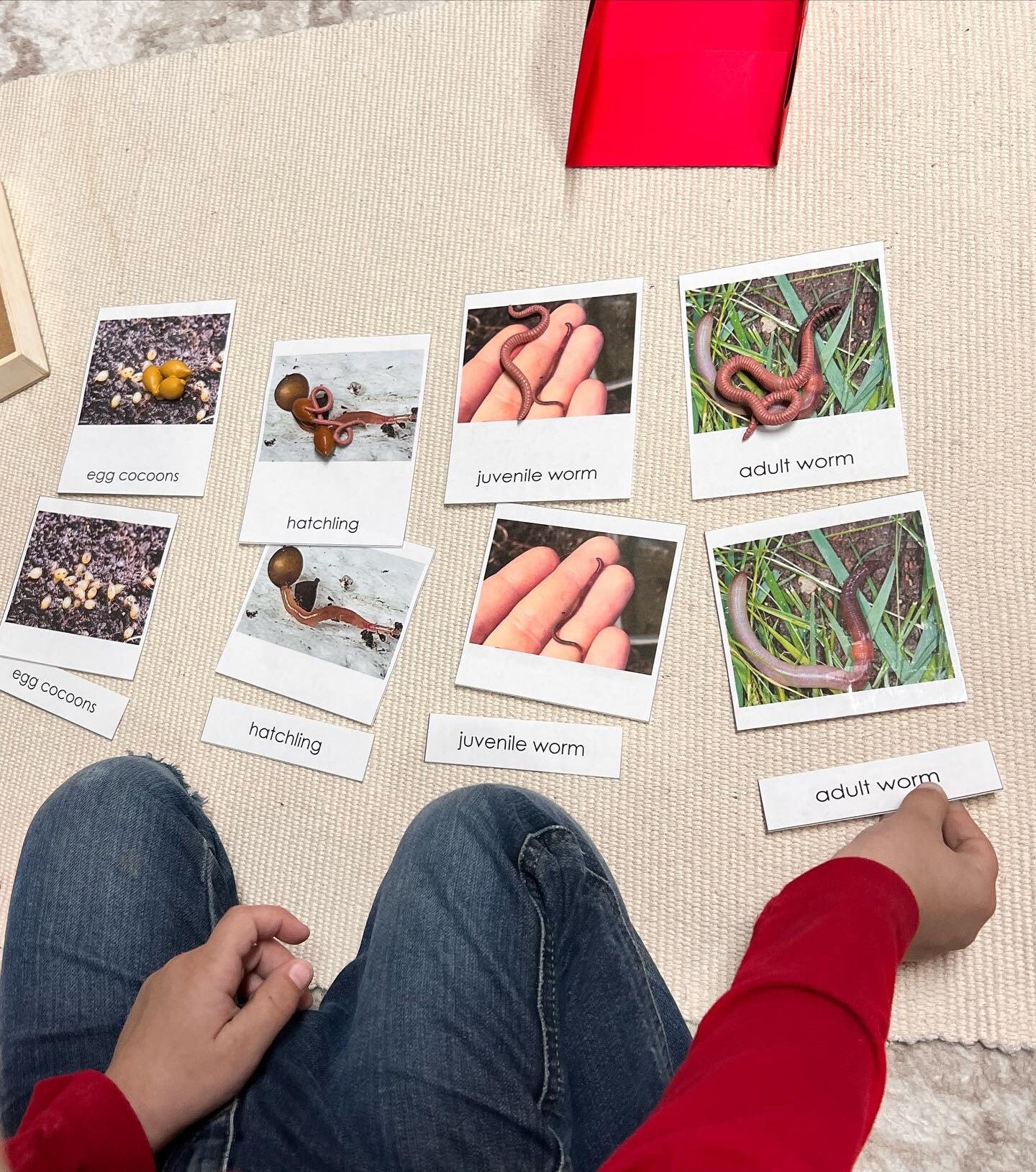 Worm Life Cycle Nomenclature - Etsy