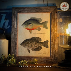 Vintage Crappie Bluegill Fish Art Print 11X14 Unframed Ice Fishing Artwork Hunting Cabin Lodge Lake House Wall Decor Crappie Fisherman Gift