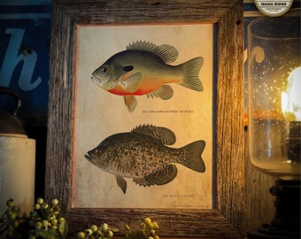 May include: A vintage illustration of two fish, a long-eared sunfish (bluegill) and a black crappie. The illustration is printed on a cream-colored paper and framed in a rustic wooden frame.
