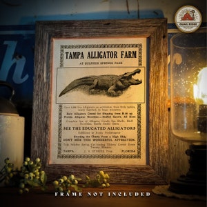 Vintage Tampa Alligator Farm Advertising Art Print 11X14 Unframed Florida Gators Artwork Fishing Wall Decor Alligator Collector Gift
