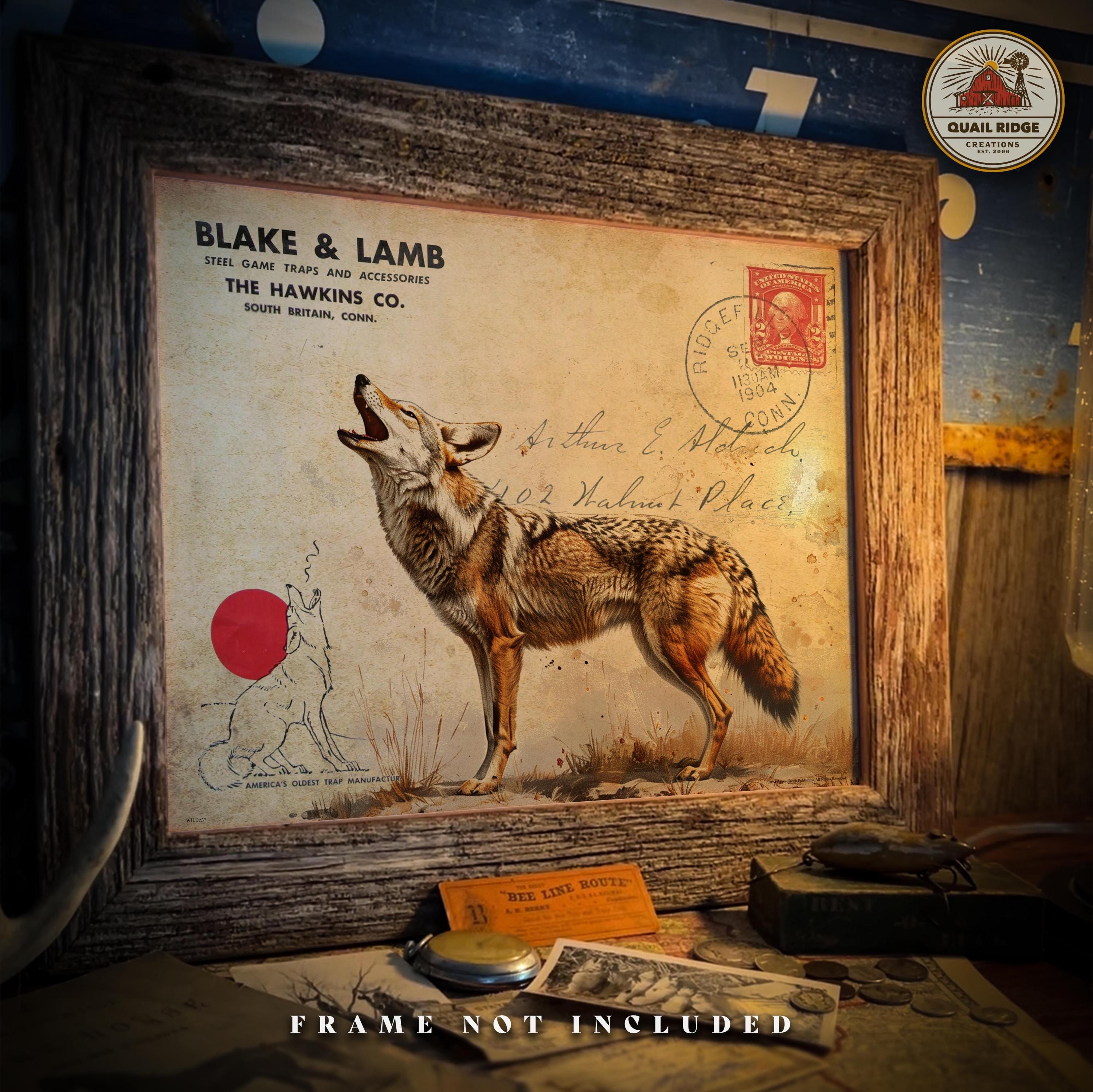 Vintage Coyote Trapping Art Print: Unframed Cabin Wall Decor - Etsy