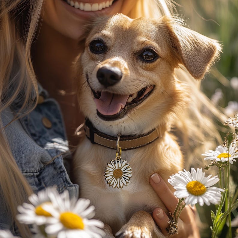 May include: A happy tan dog wearing a black and tan collar with a daisy-shaped tag. The dog is surrounded by white daisies with yellow centres. The dog is being held by someone wearing a denim jacket.