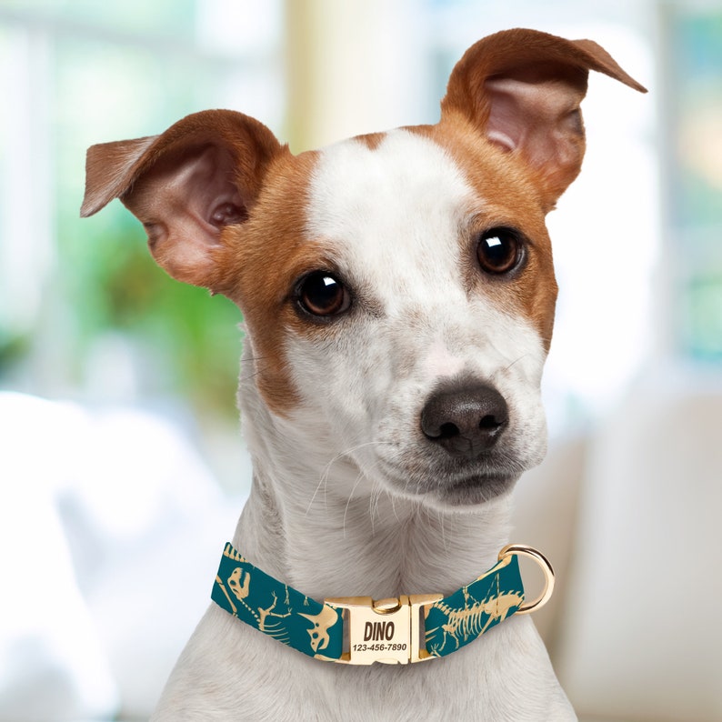 Dog Wearing a Dinosaur Bones Dog Collar.