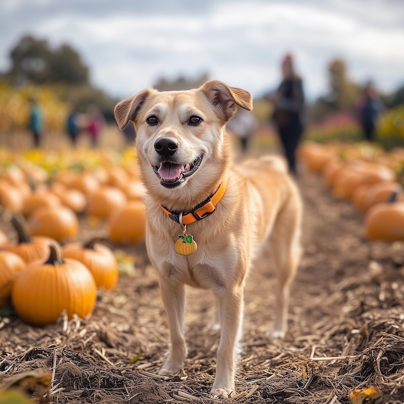 May include: A light brown dog with a bright orange collar and a pumpkin-shaped tag stands in a field of orange pumpkins. The dog is smiling and looking at the camera.
