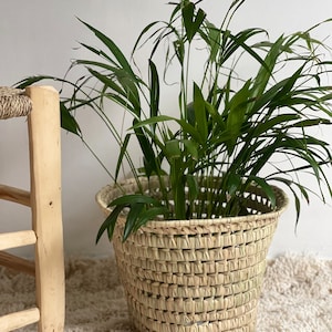 May include: A woven seagrass planter with a green plant inside. The planter is light brown and has a woven pattern. The plant has long, green leaves.