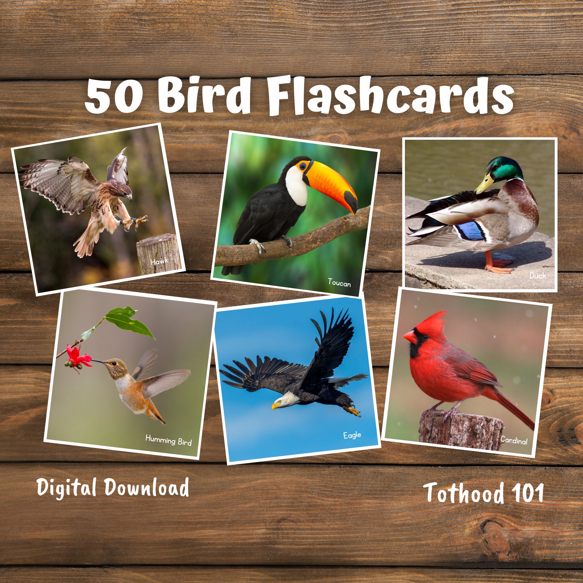 Bird Flash Cards: 50 Common Birds, Preschool Learning (Digital Download)