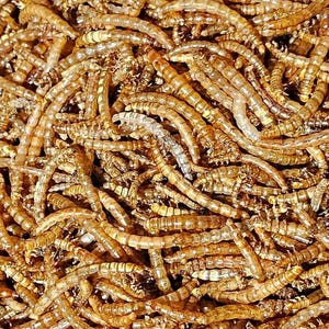 Dried Mealworms, High-Protein Pet Food (Resealable Bag)