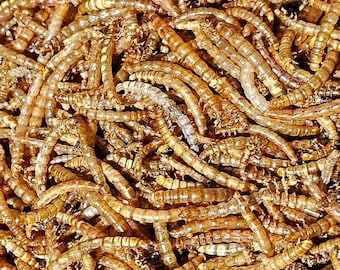 Dried Mealworms, High-Protein Nutritious Pet Food (Resealable Bag). Free Shipping