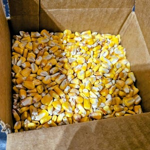 Box of Dried Kernel Corn. Free Shipping