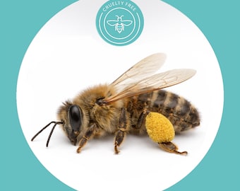 Ethically Sourced Rare Bee Speciments, Queen Cells for Taxidermy and Art Projects