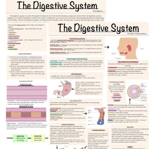 The Digestive System - Study notes