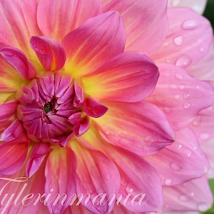Pink Dahlia with Water Droplets Photograph, Flower Picture, Botanical Photo, Floral Print, Wall Hanging Home Decor, Macro Nature