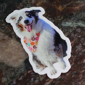 Duke, Australian Shepherd Sticker, Blue Merle Aussie, Lucido, Resistente alle intemperie, Adesivo per cani