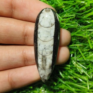 Cabochon di pietra preziosa fossile di Orthoceras: forma a pera, 36 carati (42x15x7 mm)