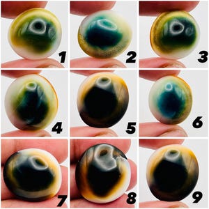 May include: A grid of nine circular Shiva eye shells, each featuring a distinct spiral pattern in shades of dark green, black, and cream. Each shell is numbered from one to nine, displaying a smooth, polished surface with natural color variations.