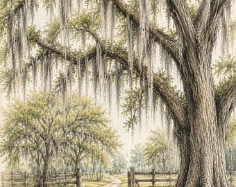 Florida Wetlands Live Oak Tree Art, Vintage Sketch of Spanish Moss