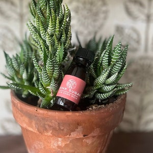 May include: A small brown glass bottle with a red label that says "Pink Sugar Lip  Scents Oil" is sitting in a terracotta pot with a green succulent plant.