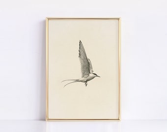 Vintage Bird Sketch Art | Antique PRINTABLE art